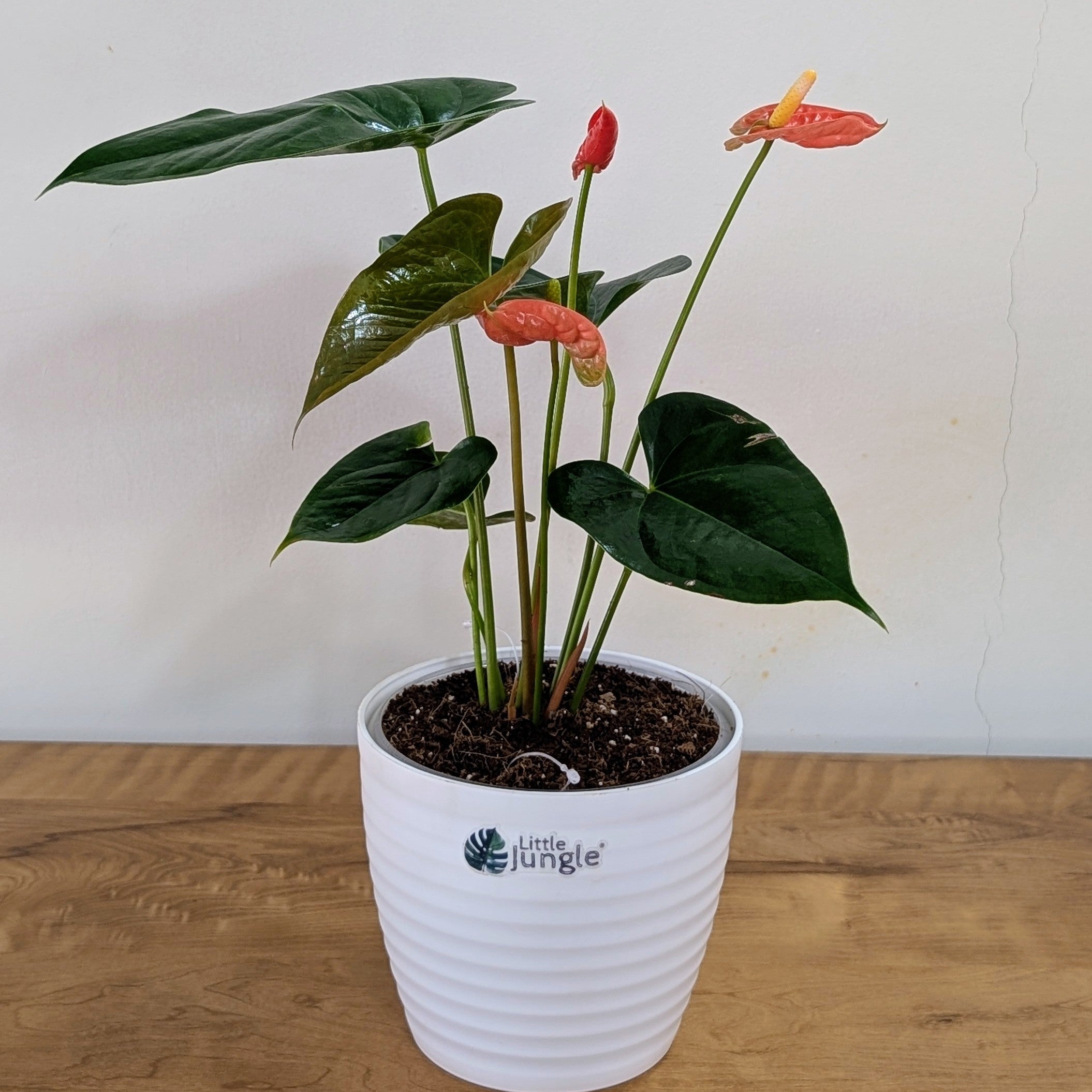 Anthurium Orange, with 5.5 inches white decor plant