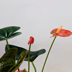 Anthurium Orange, with 5.5 inches white decor plant