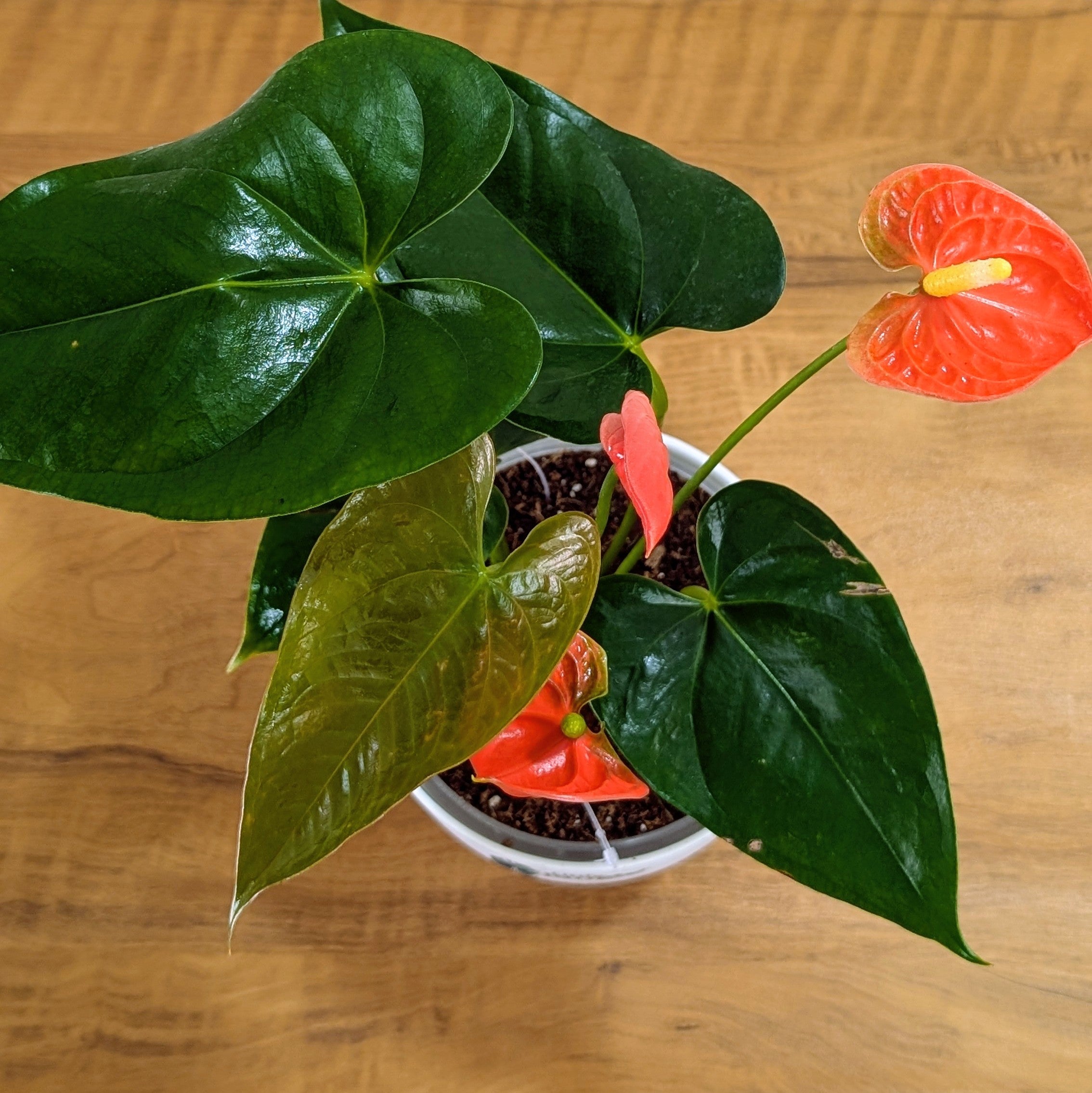 Anthurium Orange, with 5.5 inches white decor plant