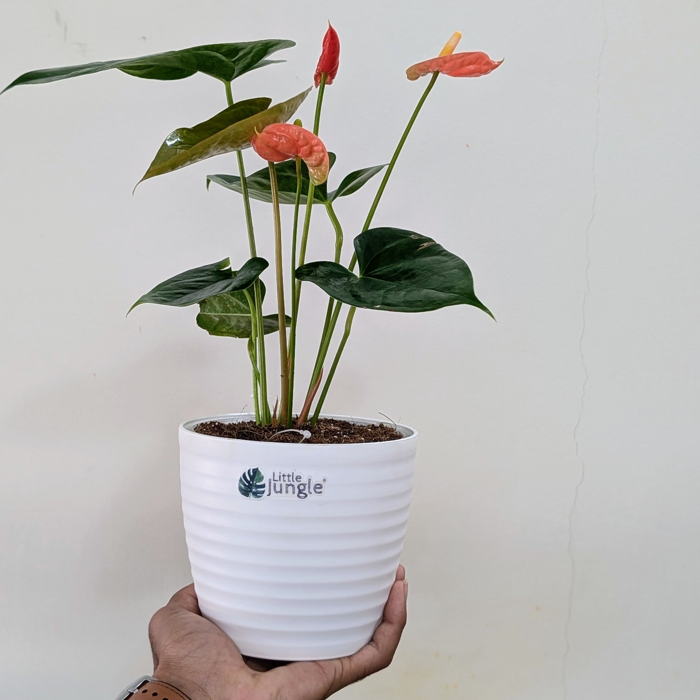 Anthurium Orange, with 5.5 inches white decor plant