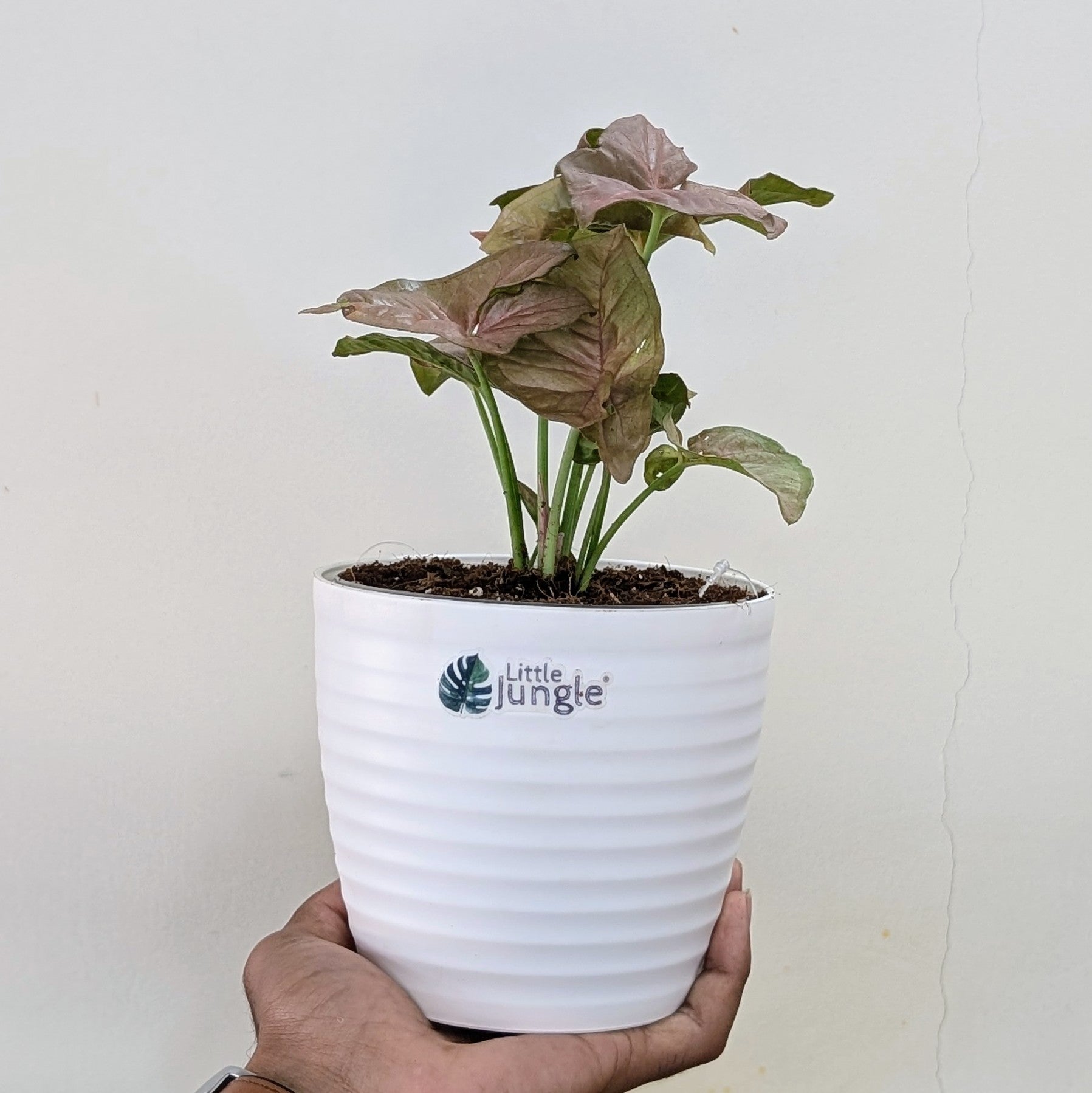 Syngonium Pink, with 5.5 inches white decor plant