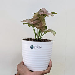 Syngonium Pink, with 5.5 inches white decor plant