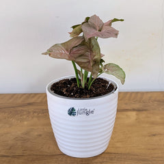 Syngonium Pink, with 5.5 inches white decor plant