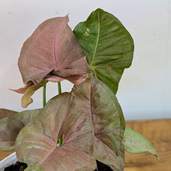 Syngonium Pink, with 5.5 inches white decor plant