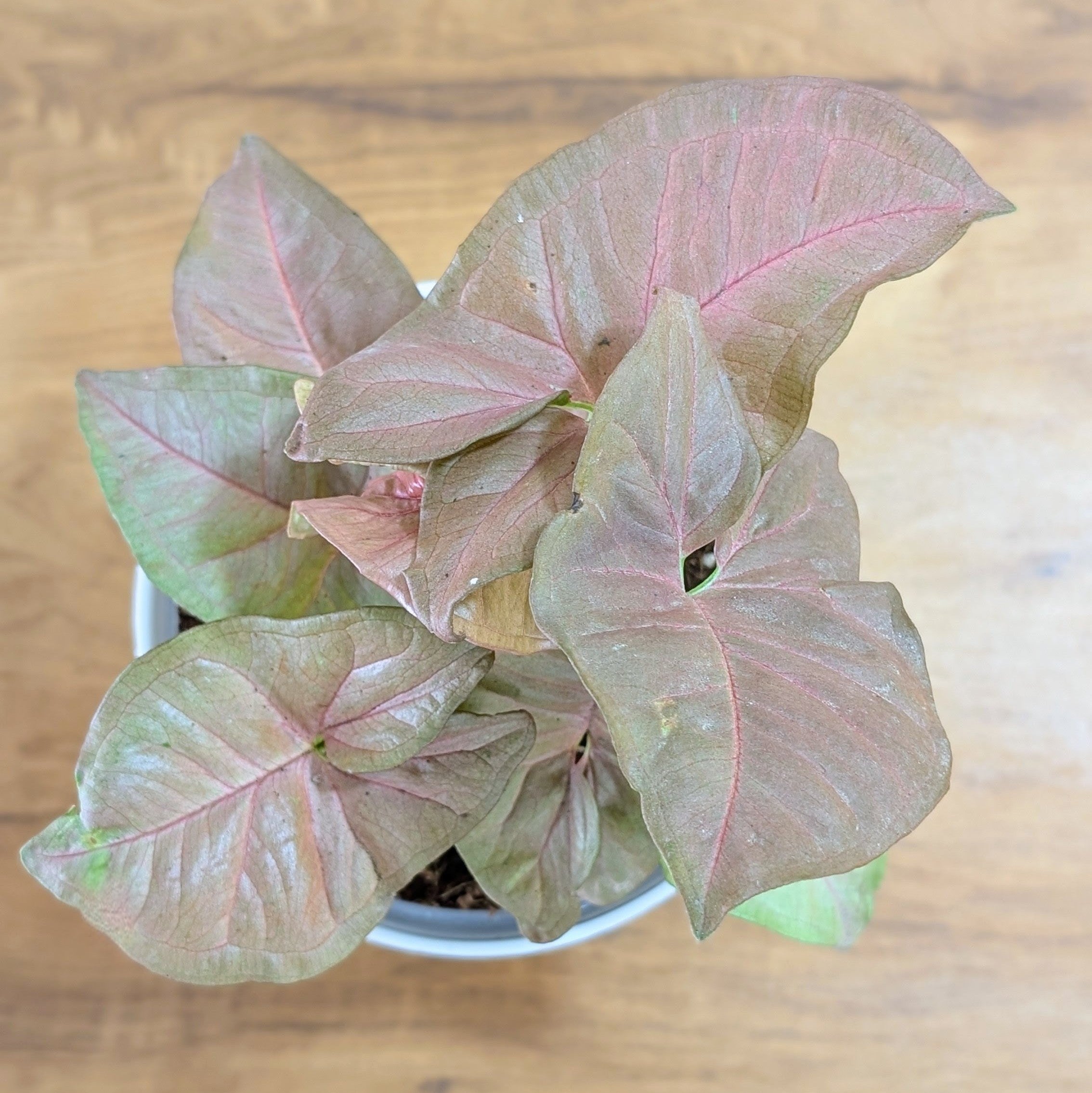 Syngonium Pink, with 5.5 inches white decor plant