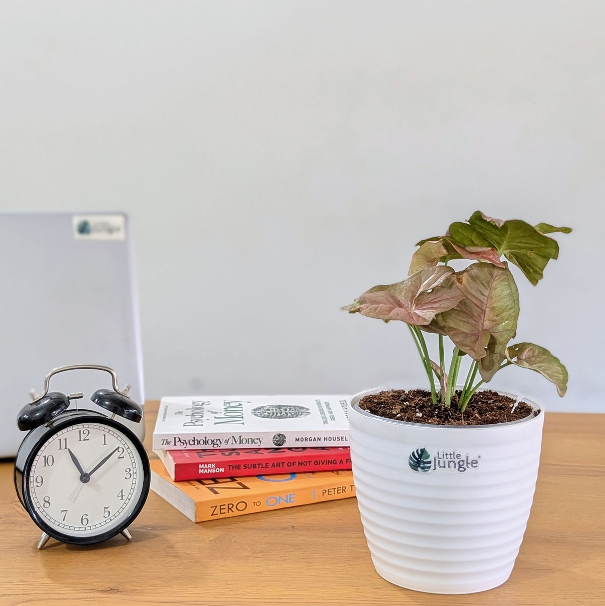Syngonium Pink, with 5.5 inches white decor plant