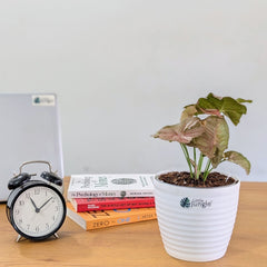 Syngonium Pink, with 5.5 inches white decor plant
