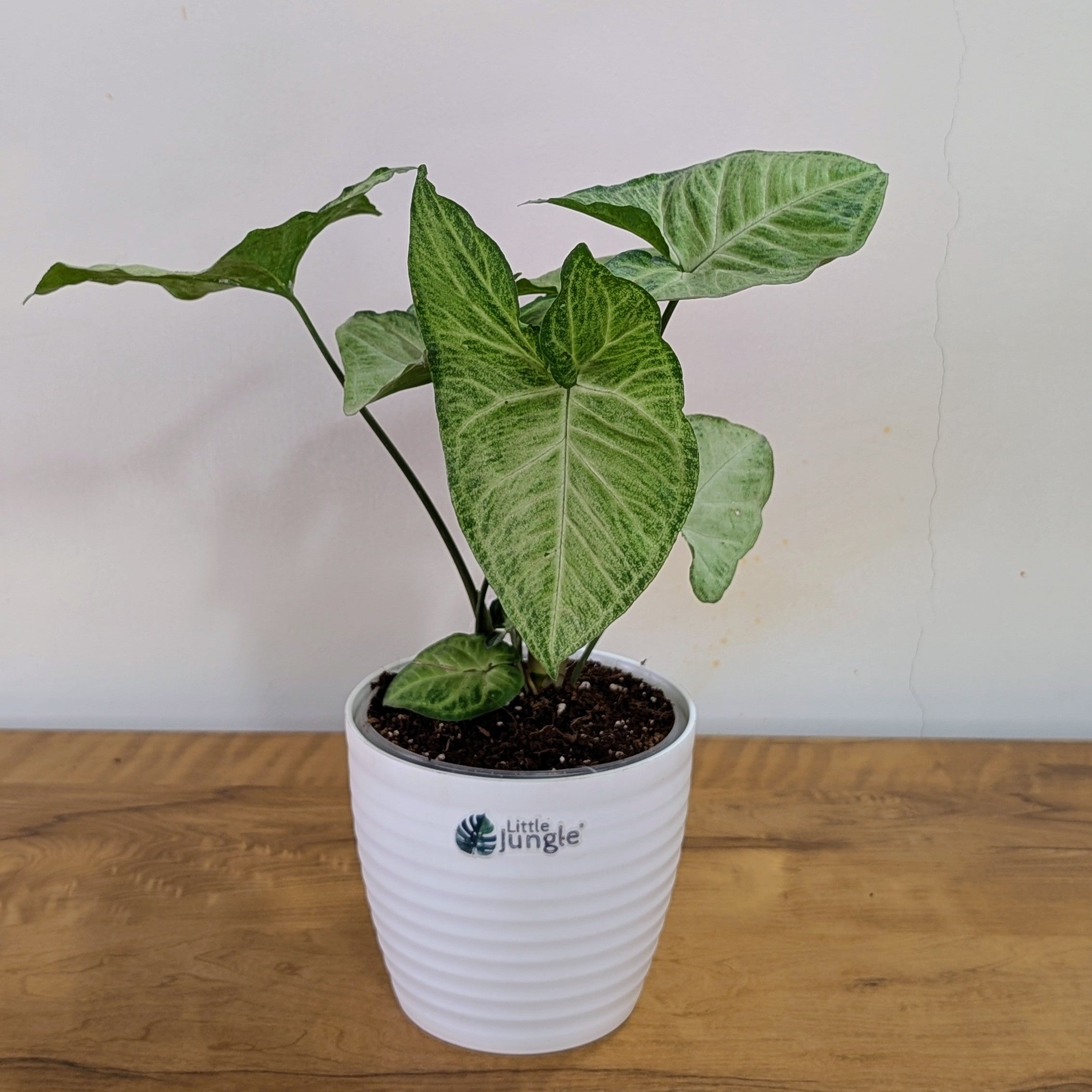 Syngonium Butterfly, with 5.5 inches white decor plant