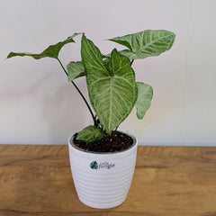 Syngonium Butterfly, with 5.5 inches white decor plant