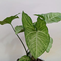 Syngonium Butterfly, with 5.5 inches white decor plant