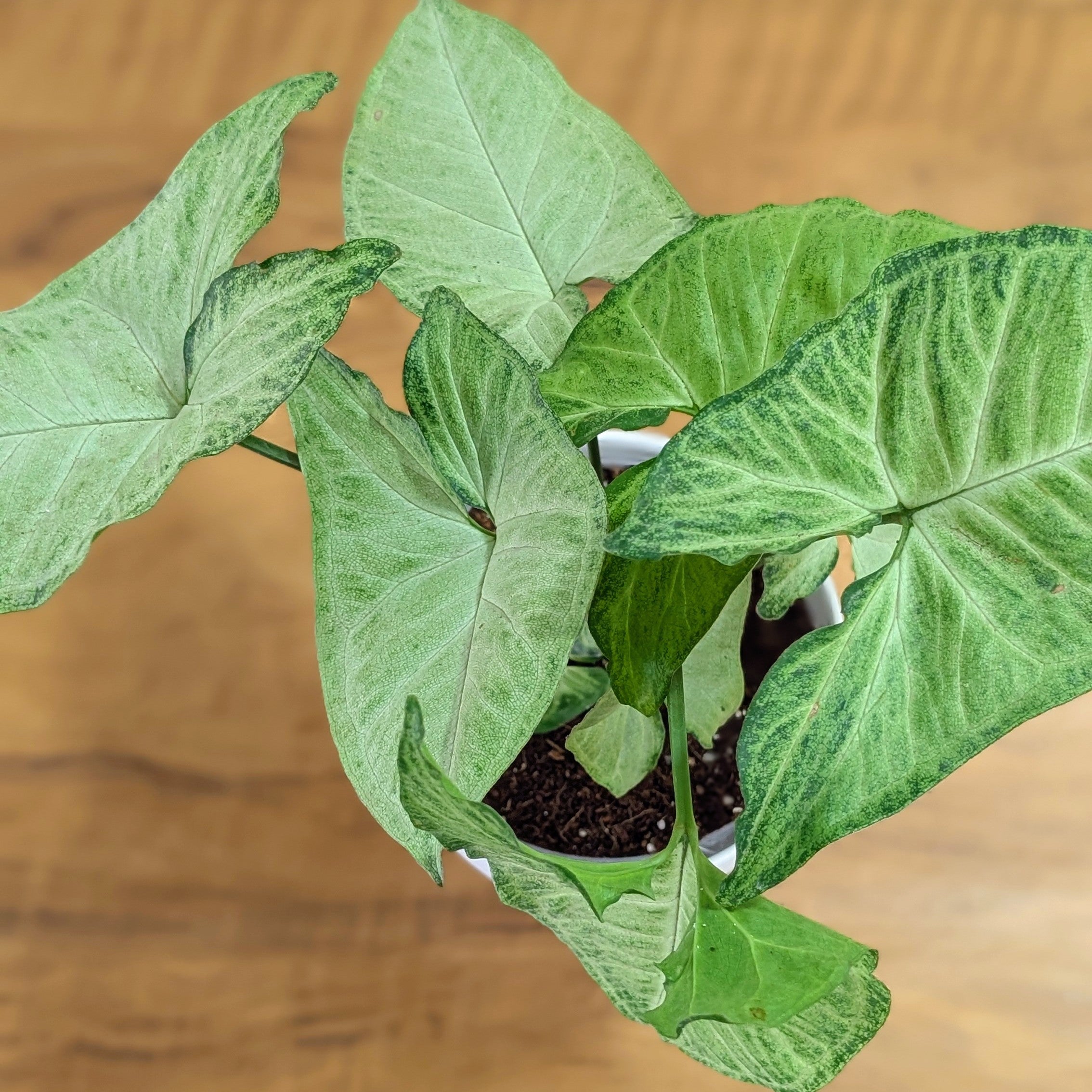 Syngonium Butterfly, with 5.5 inches white decor plant
