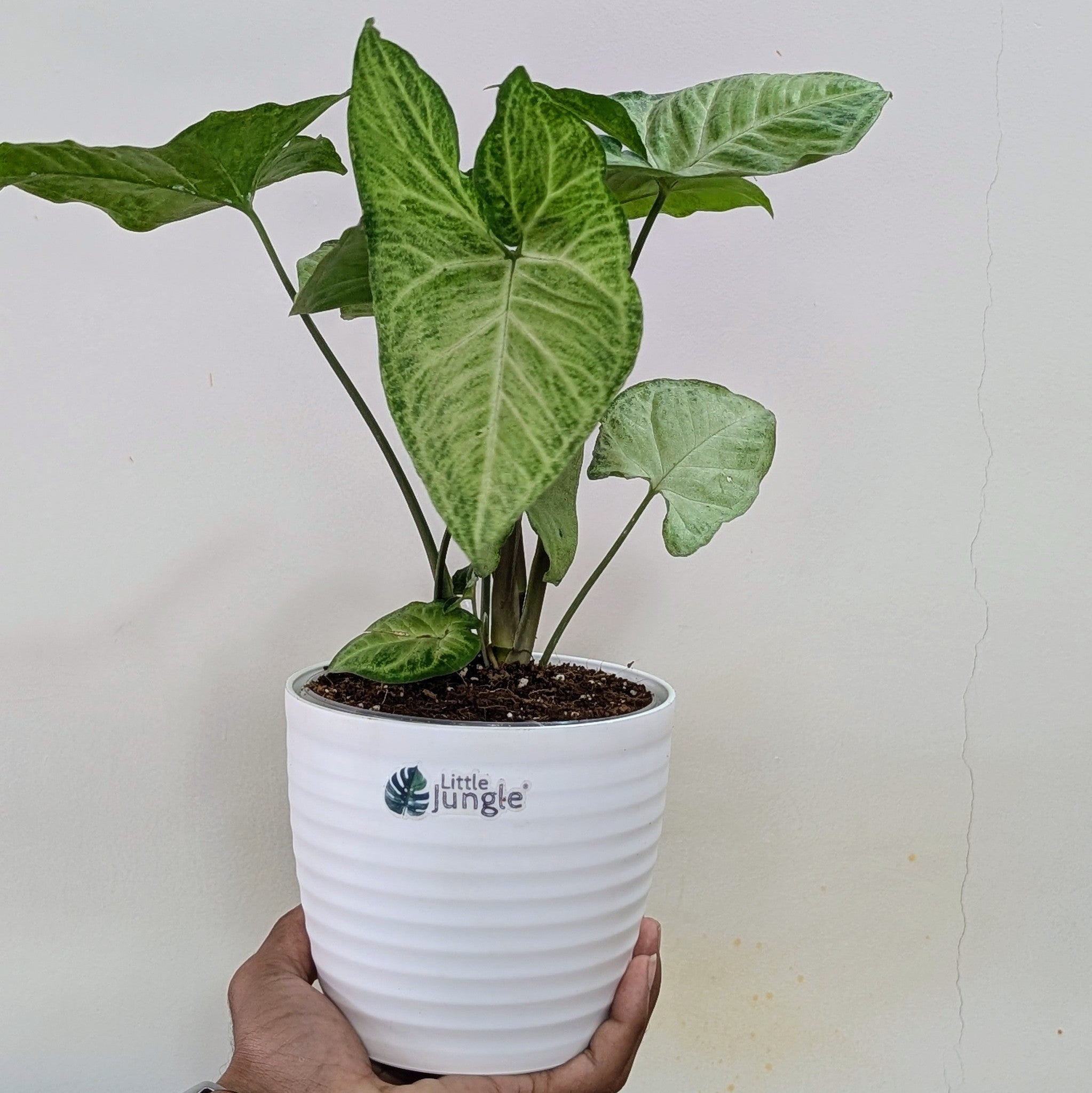 Syngonium Butterfly, with 5.5 inches white decor plant