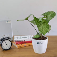 Syngonium Butterfly, with 5.5 inches white decor plant