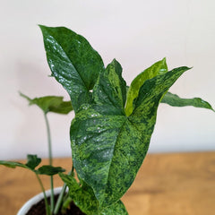 Syngonium Mojito, With 5.5 Inches Decor Pot