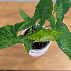 Syngonium Mojito, With 5.5 Inches Decor Pot