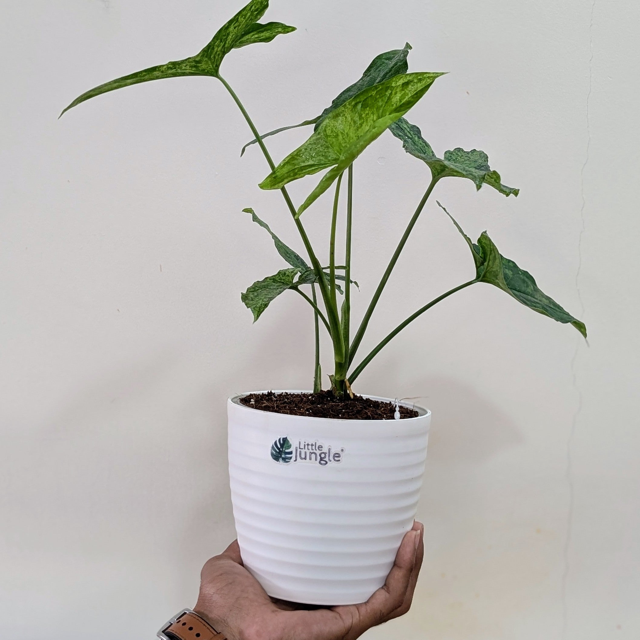 Syngonium Mojito, With 5.5 Inches Decor Pot