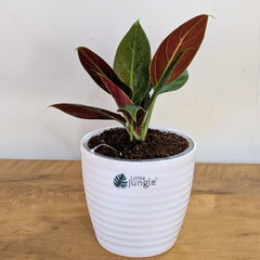 Philodendron Subhastatum, with 5.5 inches white decor plant