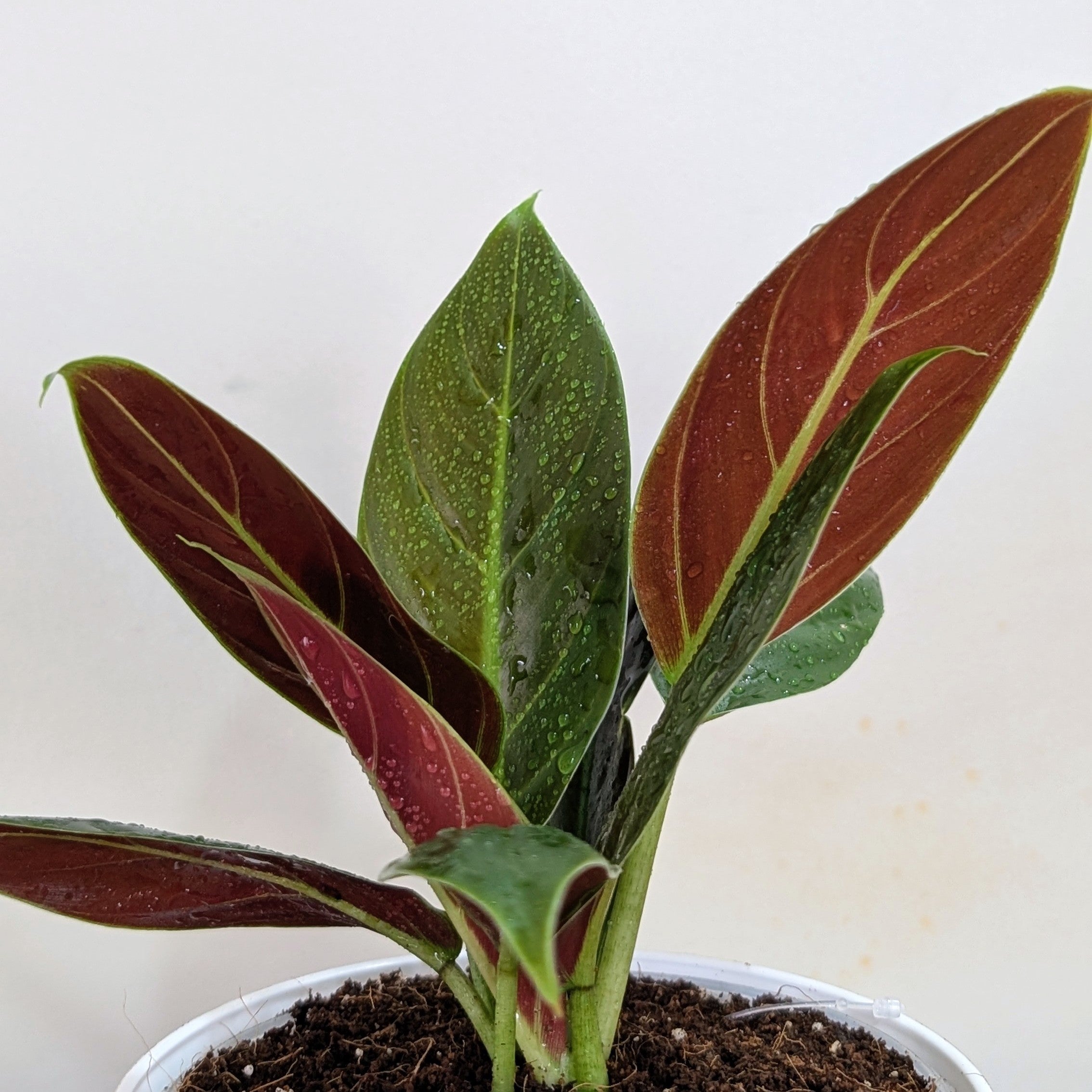 Philodendron Subhastatum, with 5.5 inches white decor plant