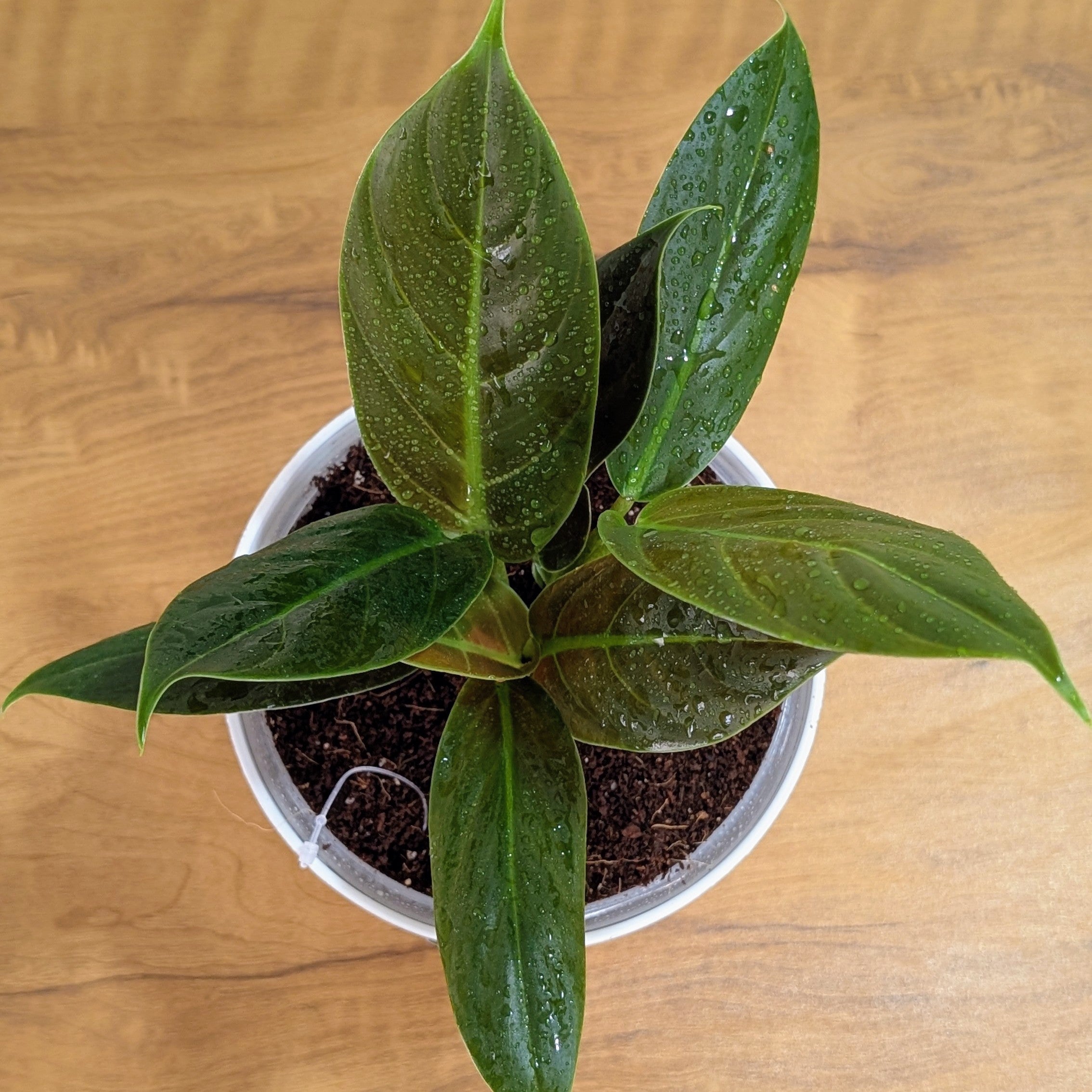 Philodendron Subhastatum, with 5.5 inches white decor plant