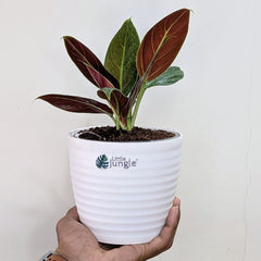 Philodendron Subhastatum, with 5.5 inches white decor plant