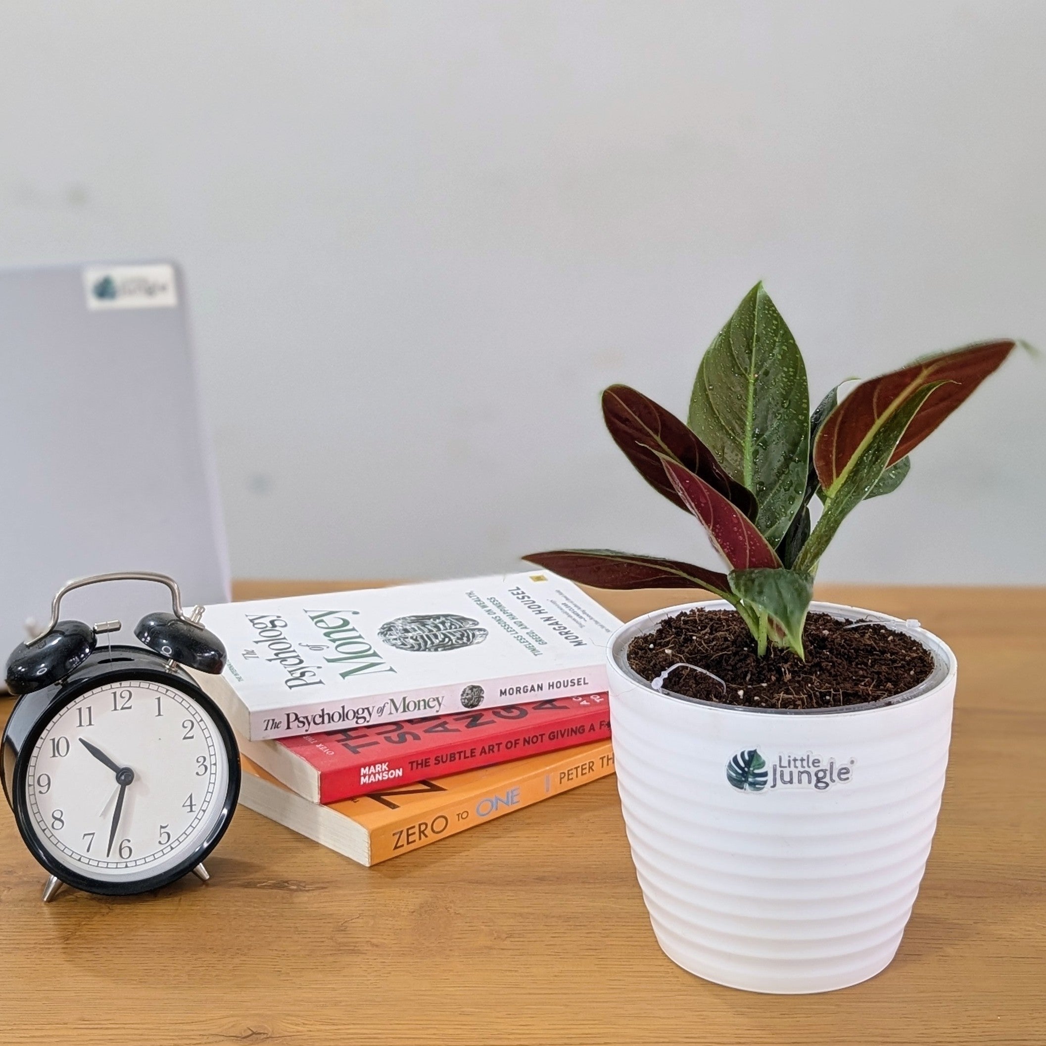 Philodendron Subhastatum, with 5.5 inches white decor plant
