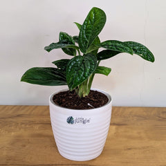 Monstera Peru, with 5.5 inches white decor plant