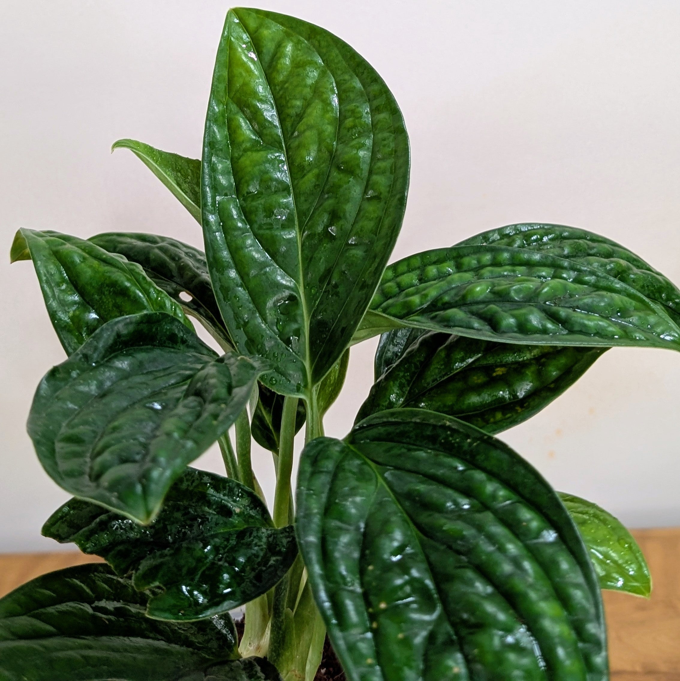 Monstera Peru, with 5.5 inches white decor plant