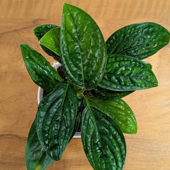 Monstera Peru, with 5.5 inches white decor plant