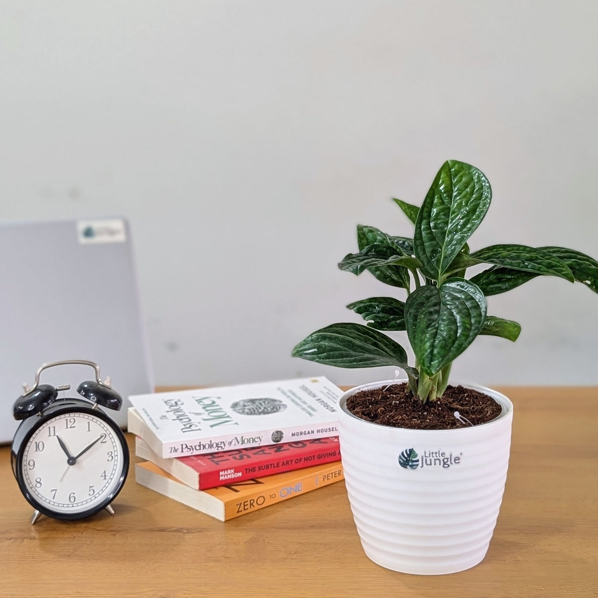 Monstera Peru, with 5.5 inches white decor plant