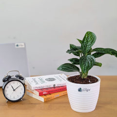 Monstera Peru, with 5.5 inches white decor plant