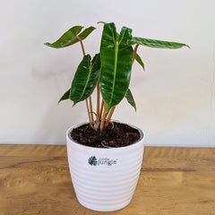 Philodendron Billietiae, with 5.5 inches white decor Pot