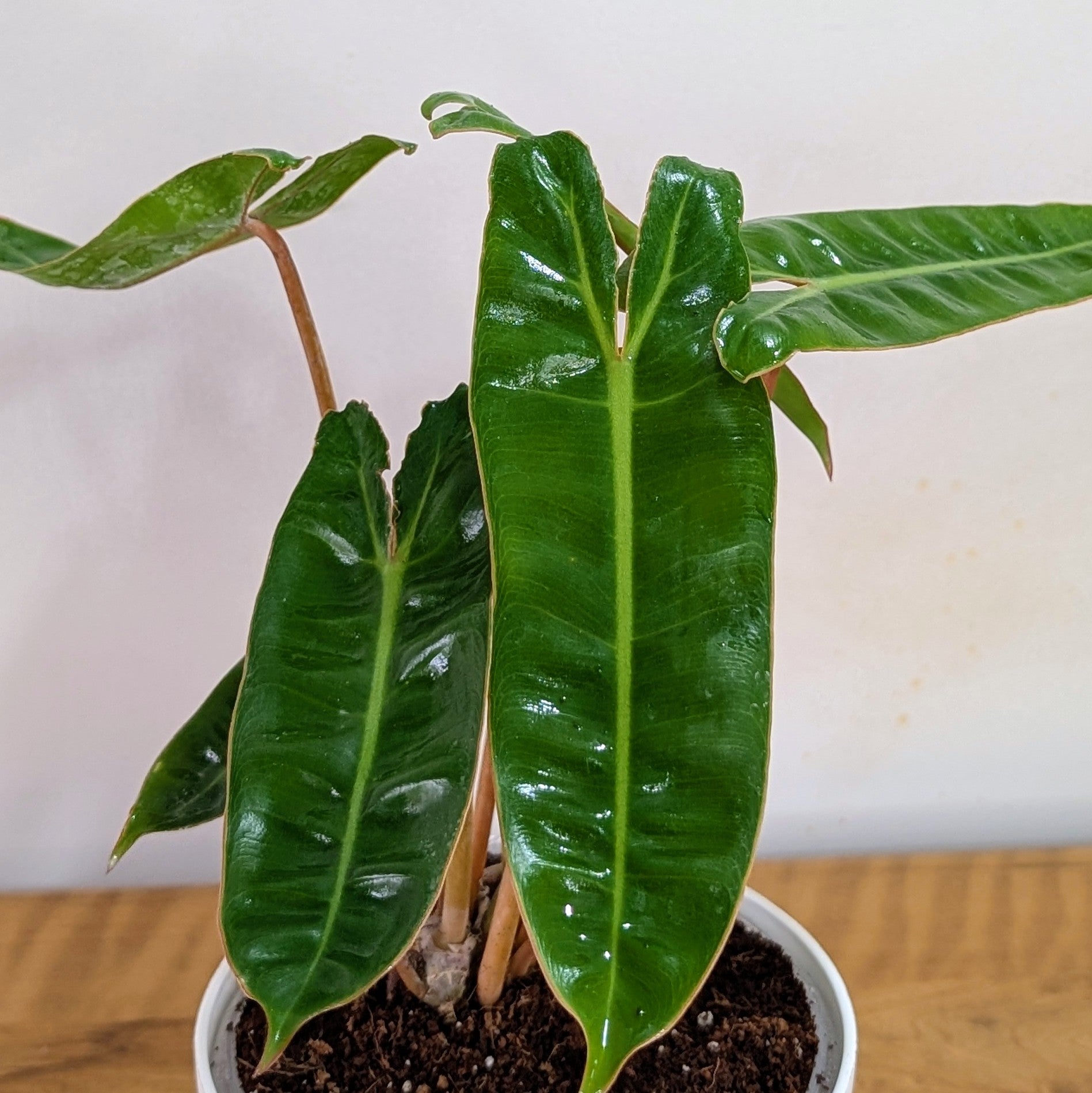 Philodendron Billietiae, with 5.5 inches white decor Pot