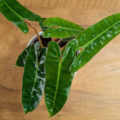 Philodendron Billietiae, with 5.5 inches white decor Pot