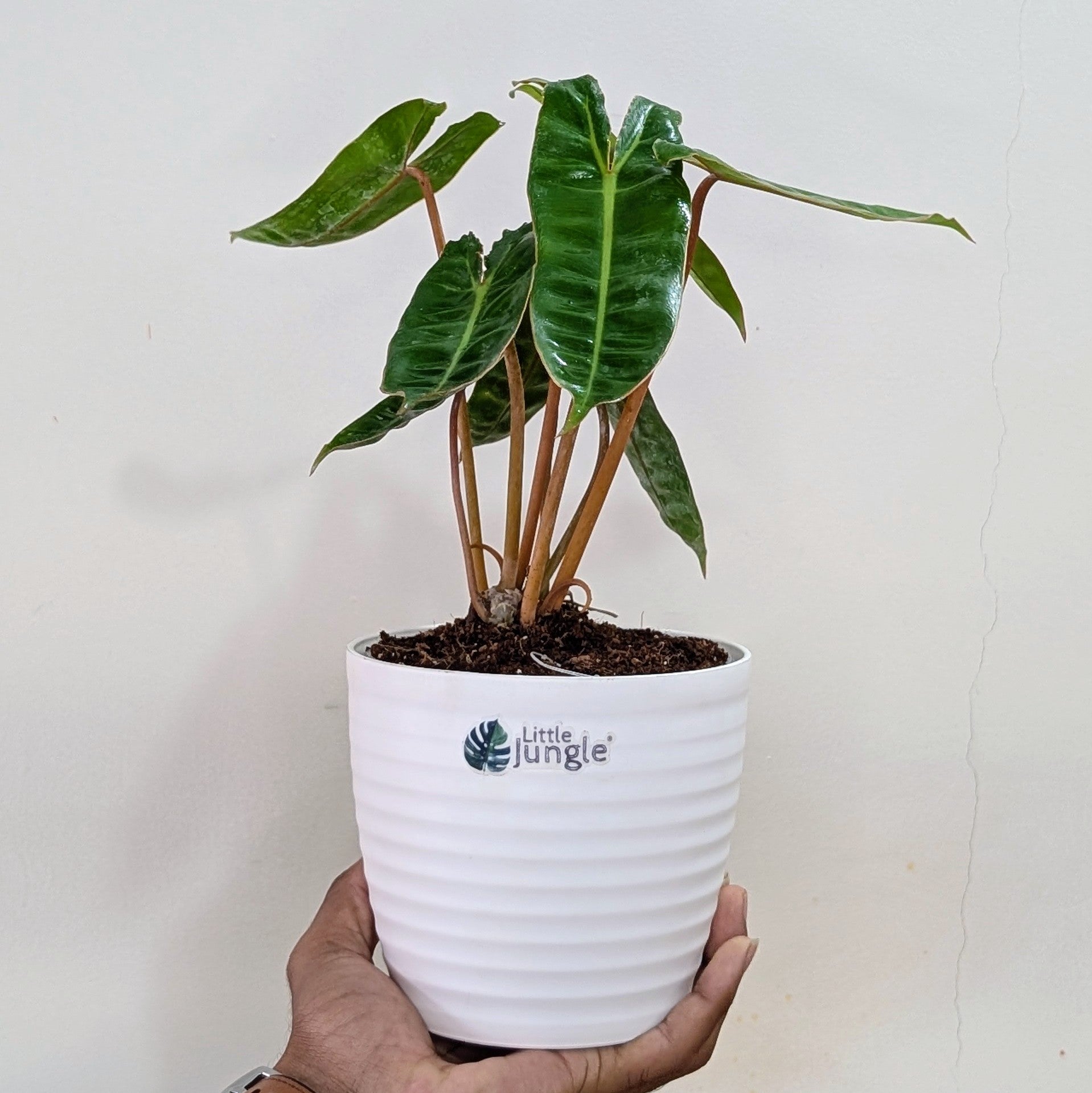 Philodendron Billietiae, with 5.5 inches white decor Pot