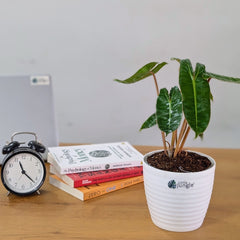 Philodendron Billietiae, with 5.5 inches white decor Pot