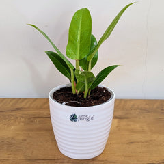 Philodendron Melononii Gold, with 5.5 inches white decor plant