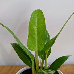 Philodendron Melononii Gold, with 5.5 inches white decor plant