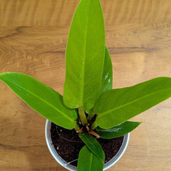 Philodendron Melononii Gold, with 5.5 inches white decor plant