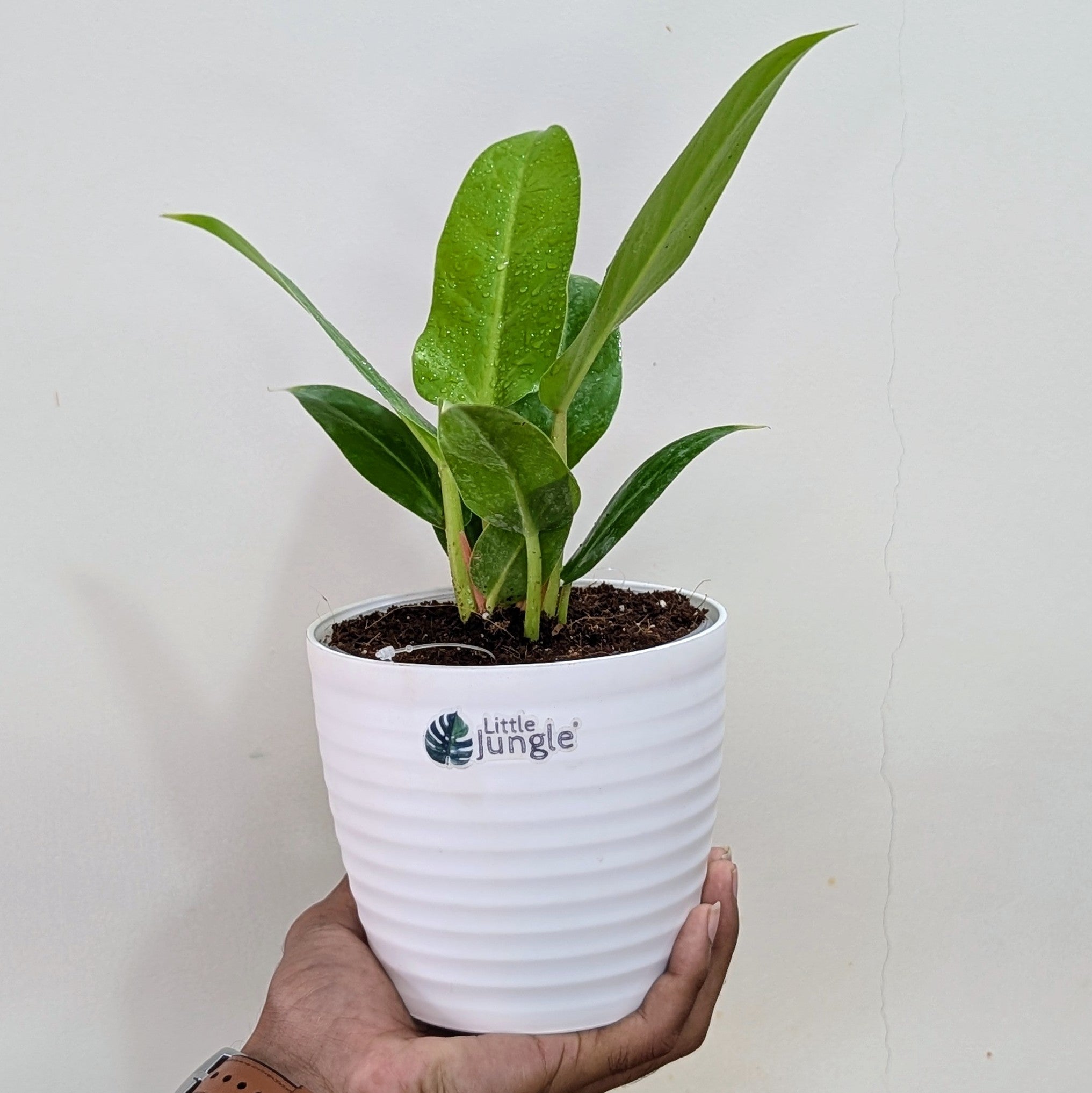 Philodendron Melononii Gold, with 5.5 inches white decor plant