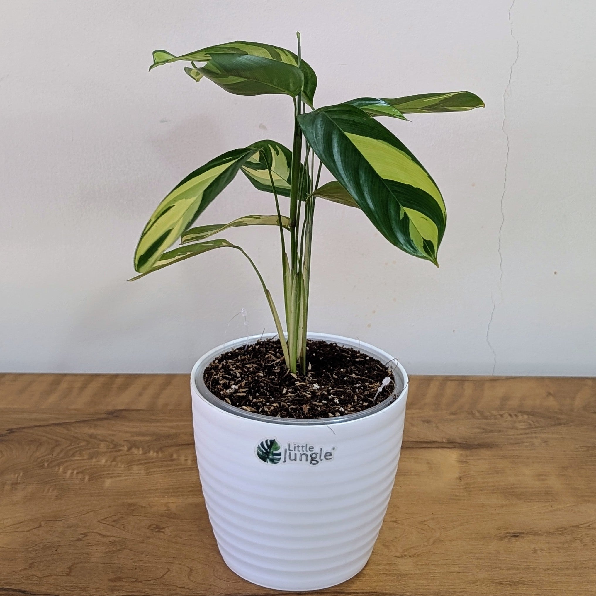 Calathea Golden Mosaic, with 5.5 inches white decor plant