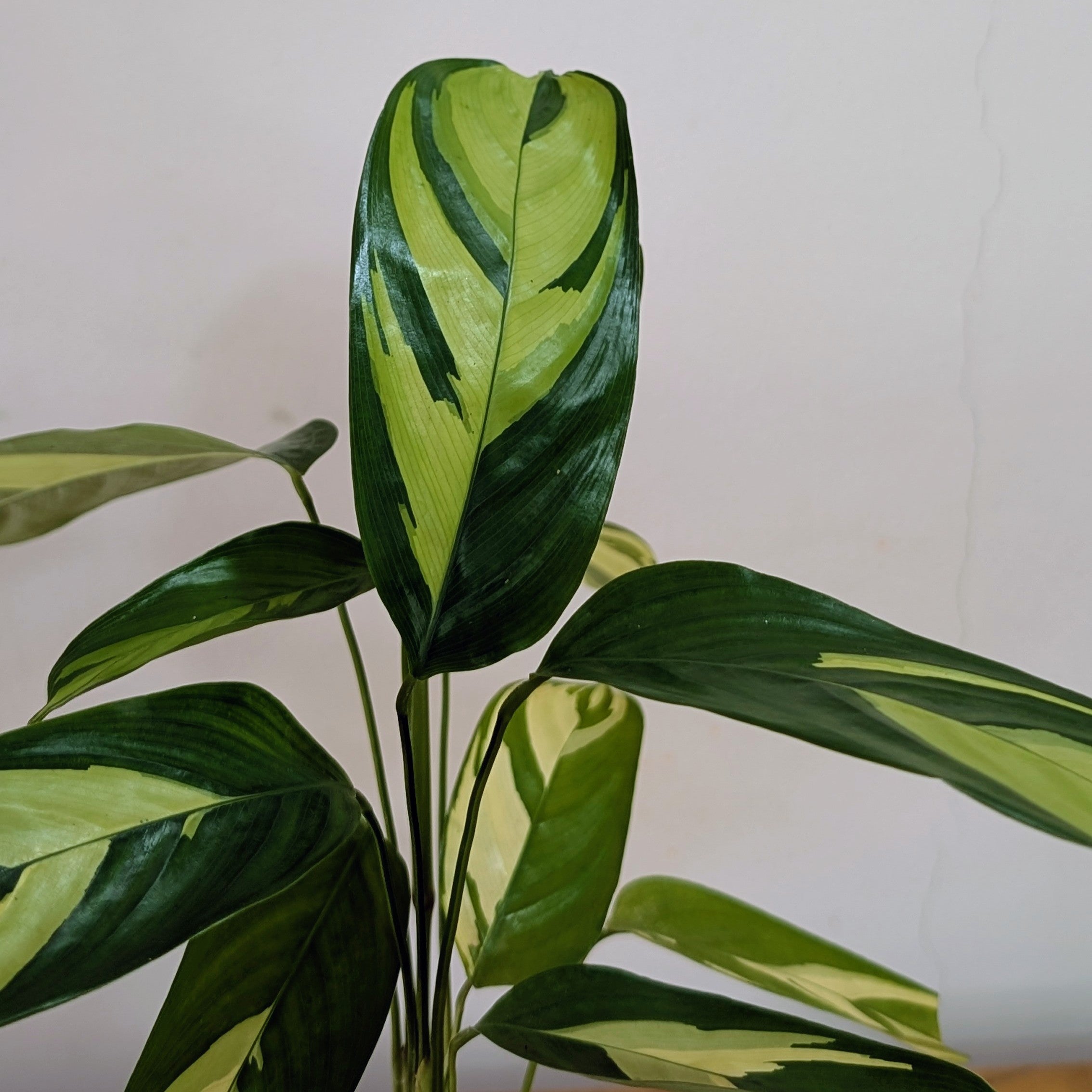 Calathea Golden Mosaic, with 5.5 inches white decor plant