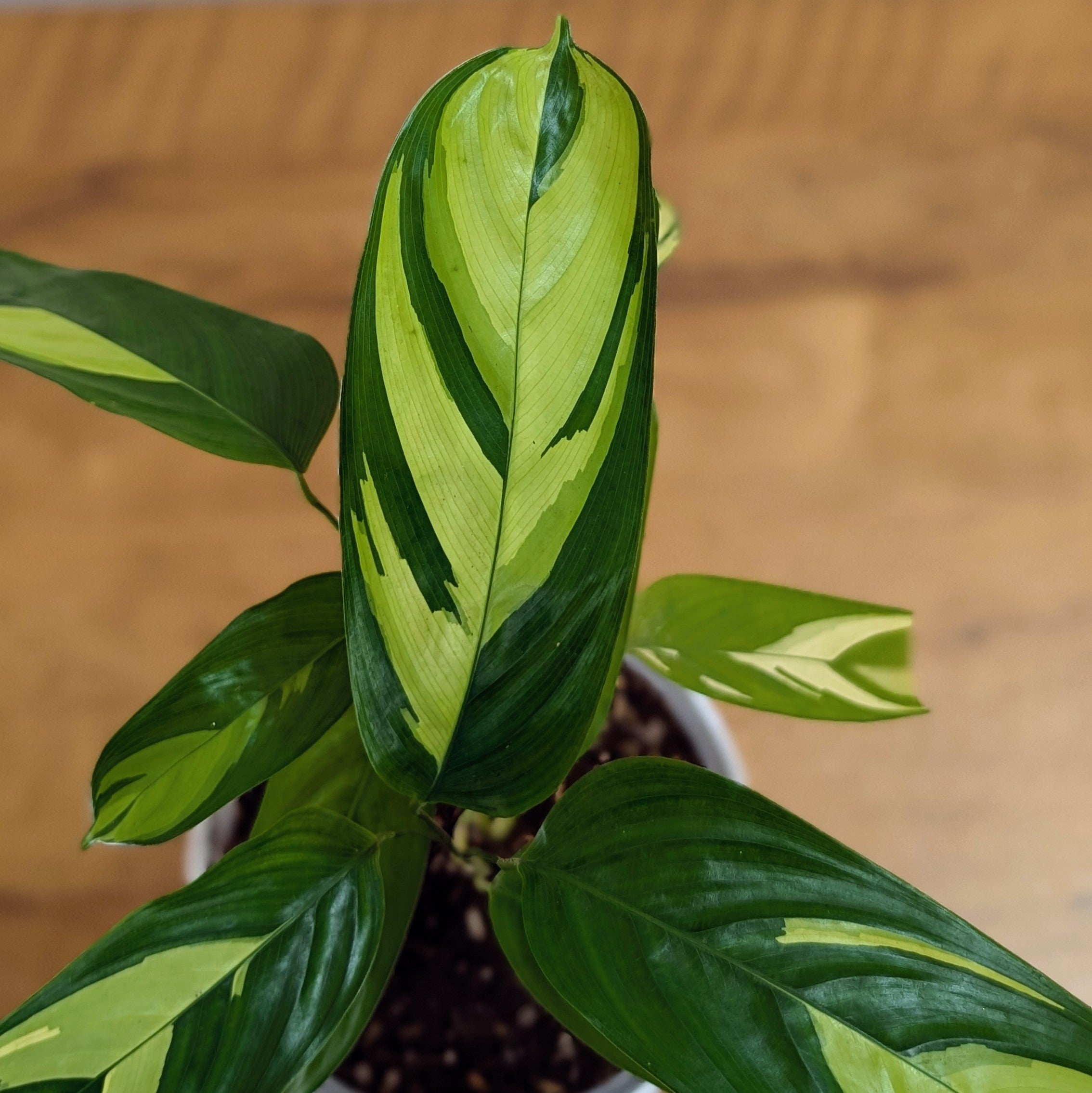 Calathea Golden Mosaic, with 5.5 inches white decor plant