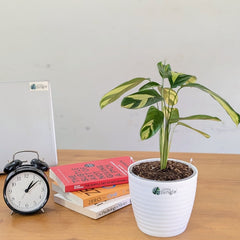 Calathea Golden Mosaic, with 5.5 inches white decor plant