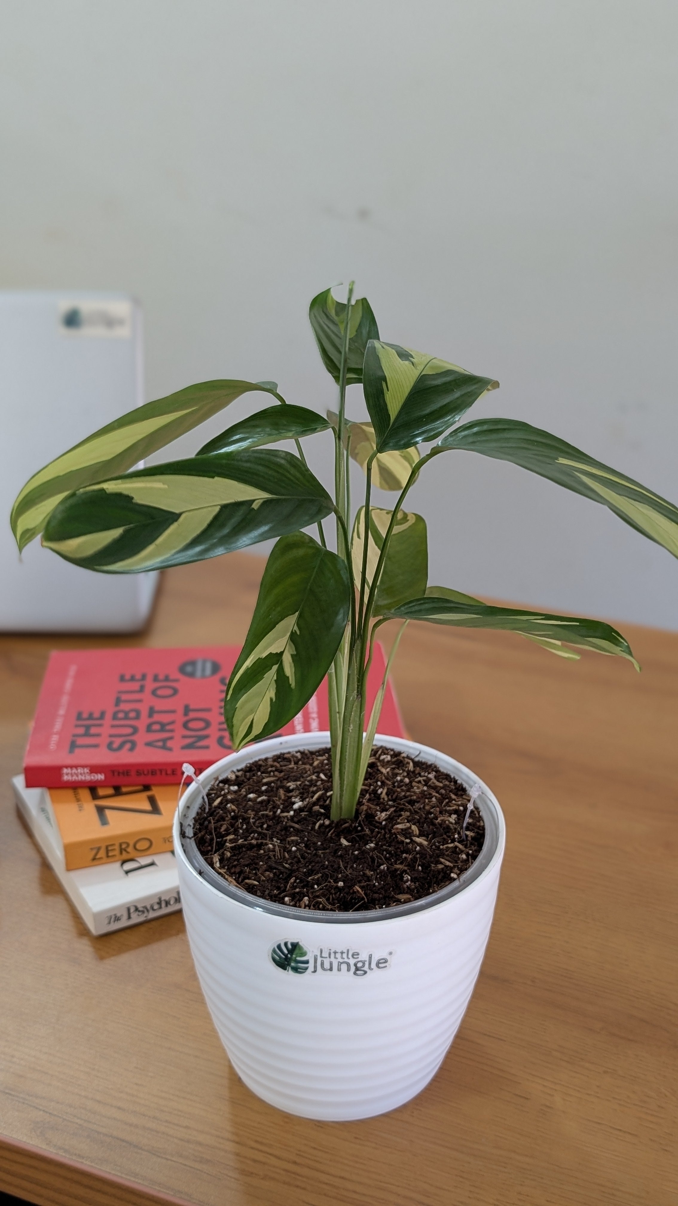 Calathea Golden Mosaic, with 5.5 inches white decor plant