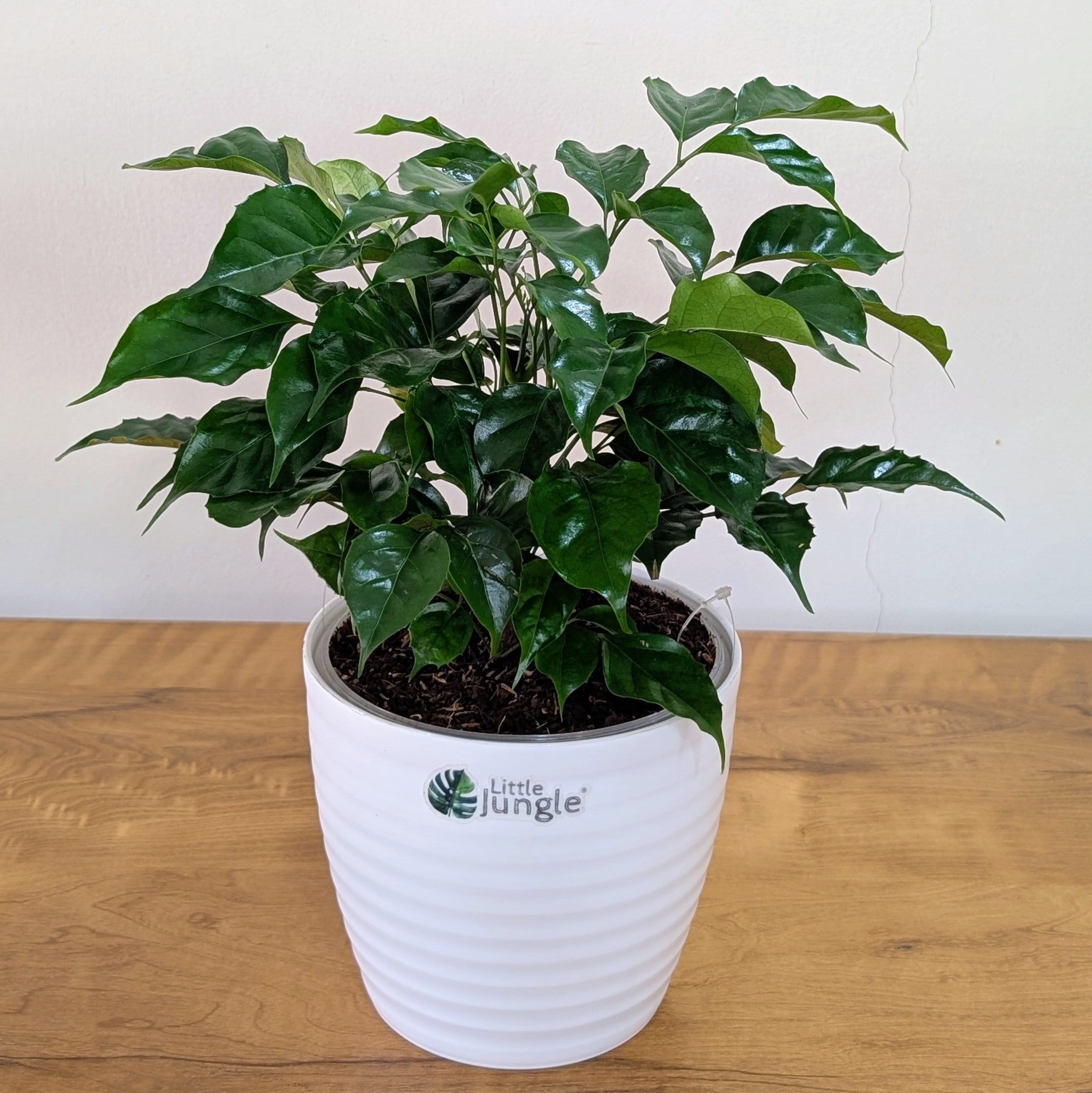 China Doll Plant with 5.5 Inches white Decor Pot.