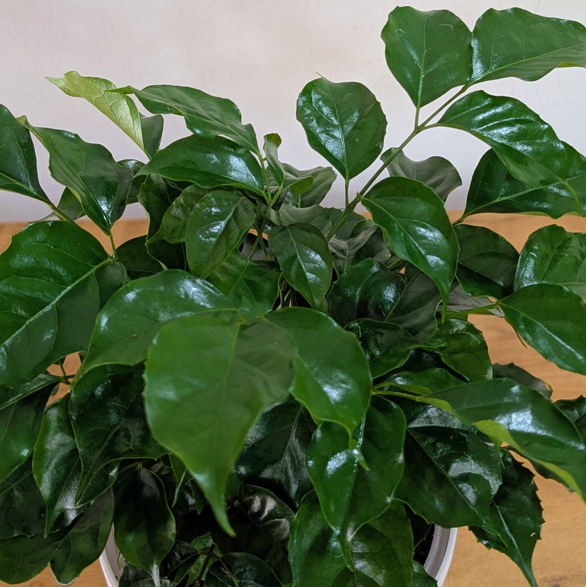 China Doll Plant with 5.5 Inches white Decor Pot.