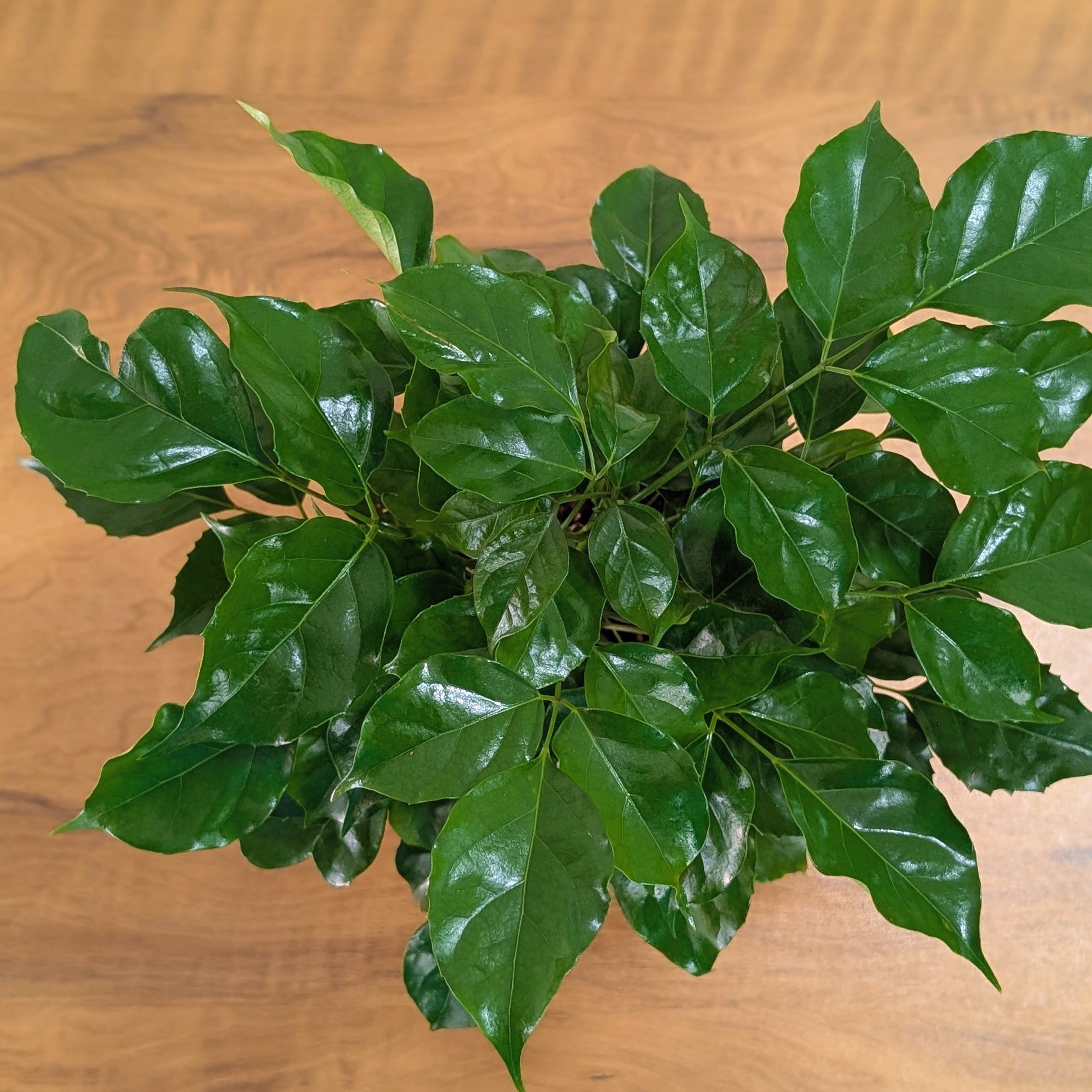 China Doll Plant with 5.5 Inches white Decor Pot.