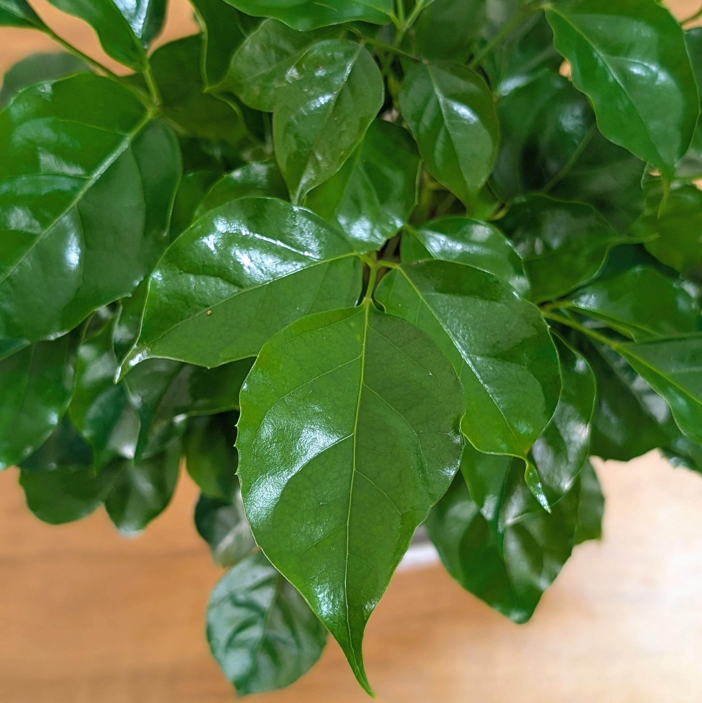 China Doll Plant with 5.5 Inches white Decor Pot.