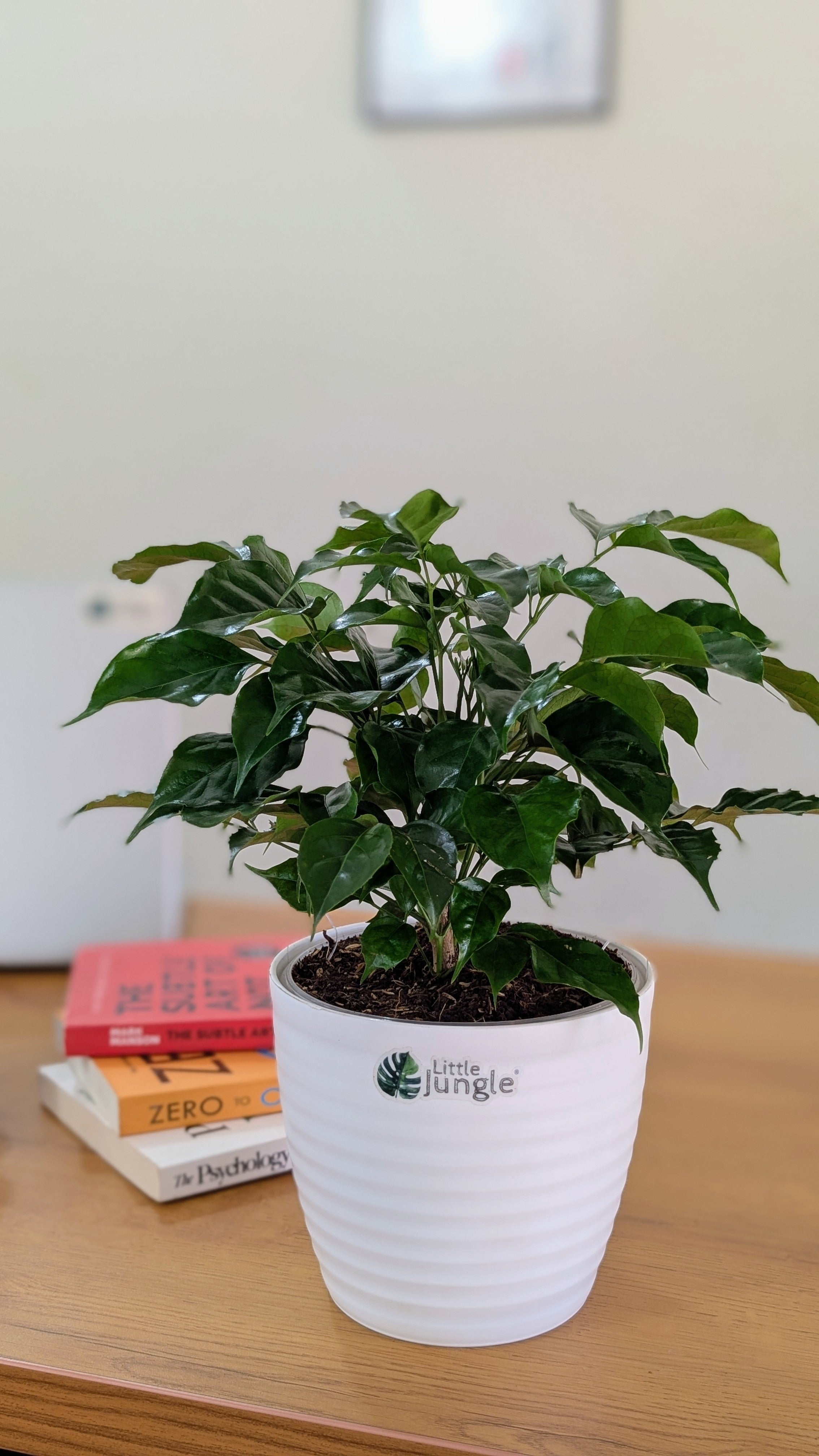 China Doll Plant with 5.5 Inches white Decor Pot.