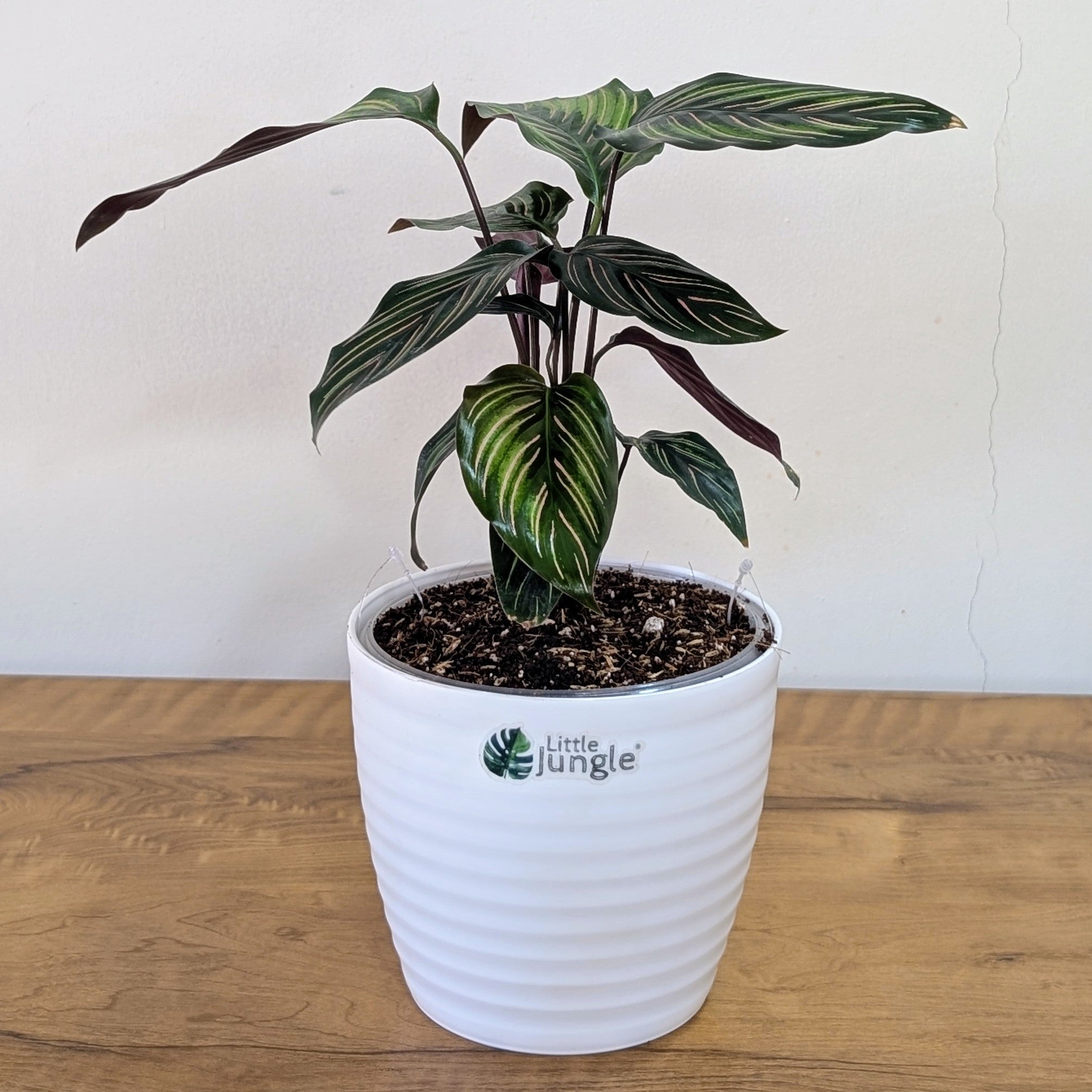 Calathea Beauty Star, with 5.5 inches white decor pot